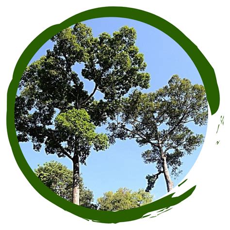 mayapis tree|rainforestrestorationinitiative.wordpress.com.